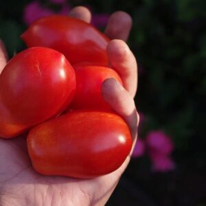 Pizzatomaten: San Marzano in einer Hand