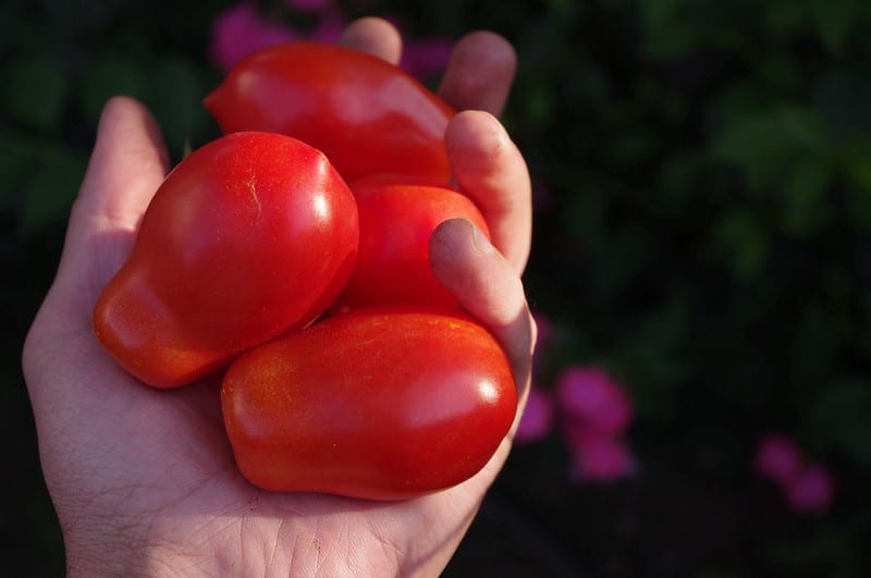 Pizzatomaten: San Marzano in einer Hand